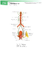 Sobotta  Atlas of Human Anatomy  Trunk, Viscera,Lower Limb Volume2 2006, page 221